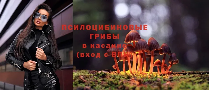 где купить   Льгов  Псилоцибиновые грибы Psilocybe 